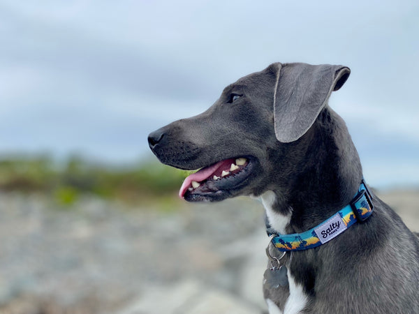 Salty Paws collar with palm trees backdrop