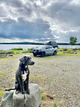 Load image into Gallery viewer, Tropical Dog Collar and Leash Matching Set Bundle