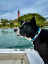 Load image into Gallery viewer, surf stripe orange blue black dog collar on black large dog with inlet lighthouse background collar is made from repreve recycled plastic bottle fabric