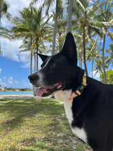 Load image into Gallery viewer, Hawaiian Print Dog Collar Tropical Yellow Floral