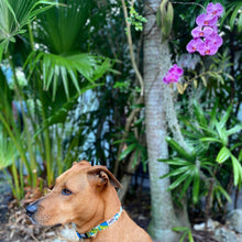 Load image into Gallery viewer, salty paws hawaiian dog collar blue plumeria print brown medium dog tropical orchid