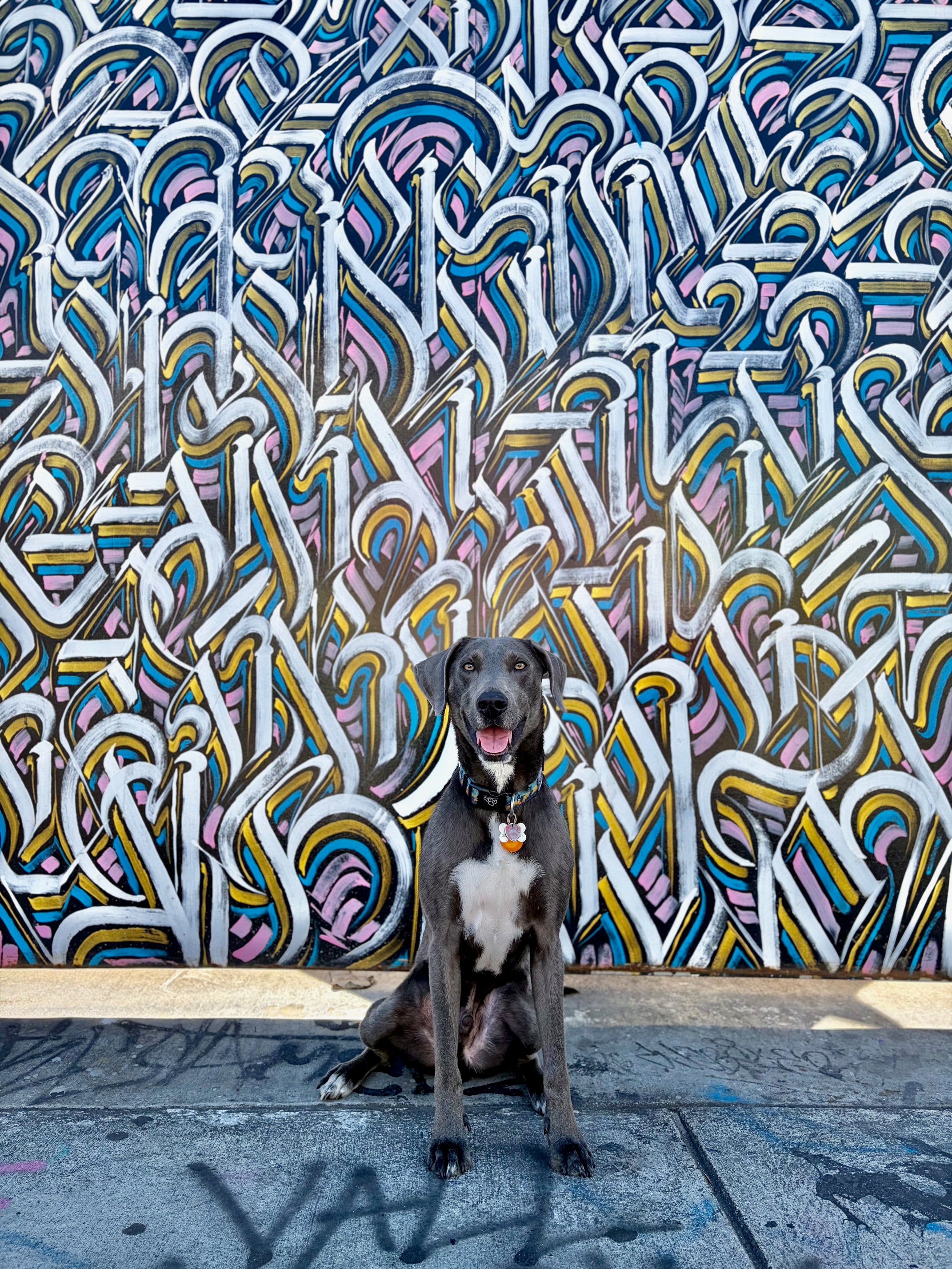 morgan-the -dog-wynwood-miami-wearing -salty-paws-sunset-palm-collar
