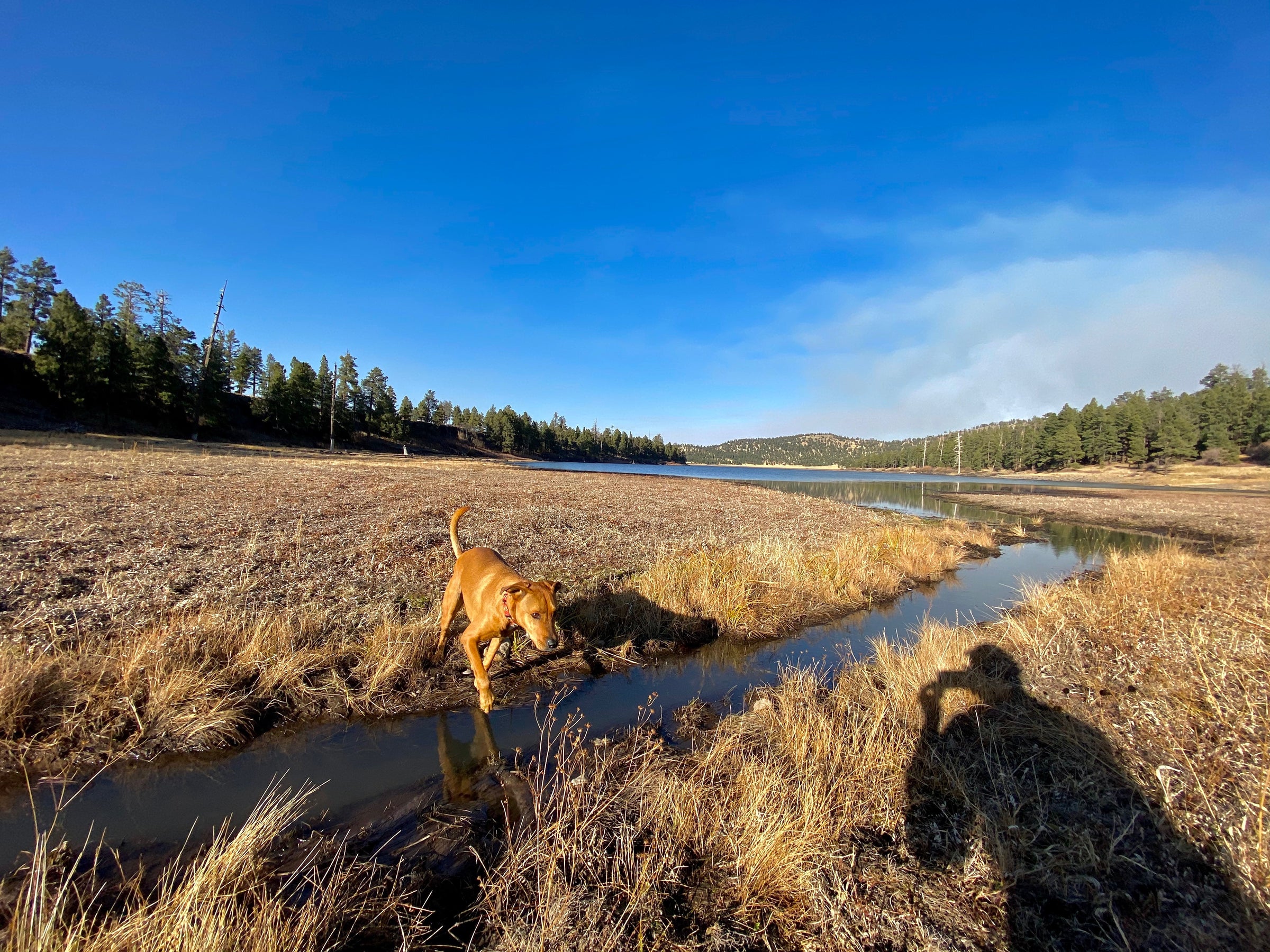 brown-dog-river-crossing-salty-paws