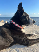 Load image into Gallery viewer, Red Aloha Print Eco Friendly Dog Collar
