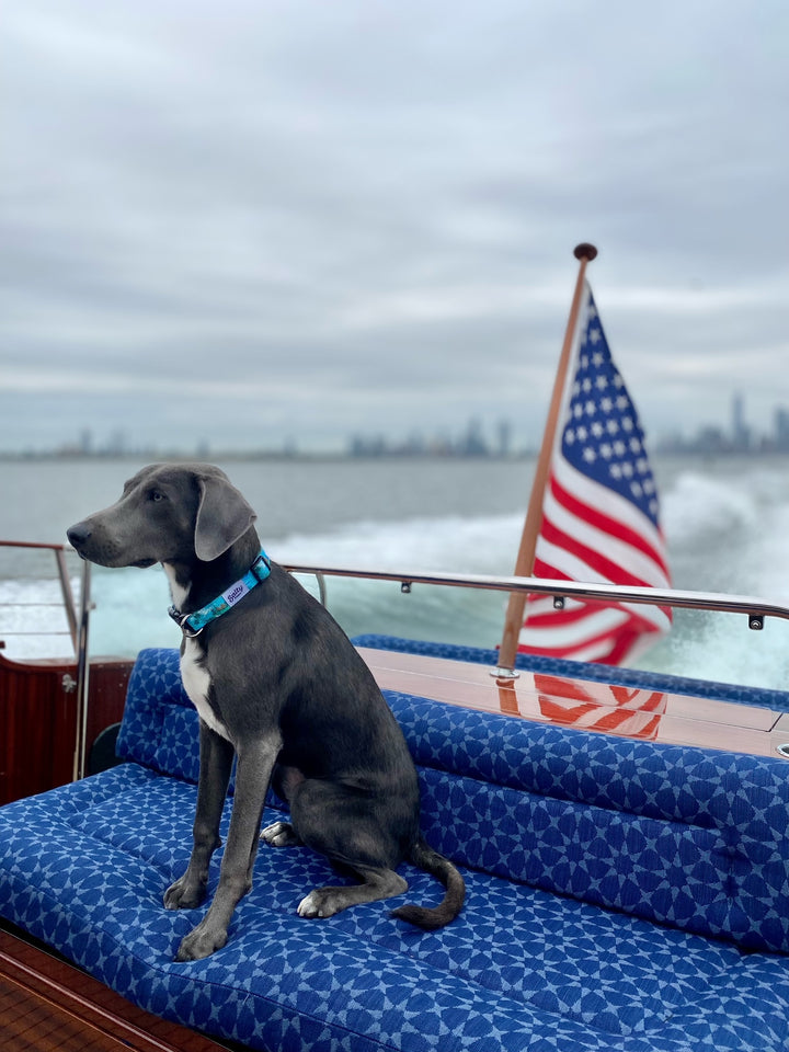 Salty Paws boat dog collar Tahitian Blue — large boy dog tropical collar, American flag NYC