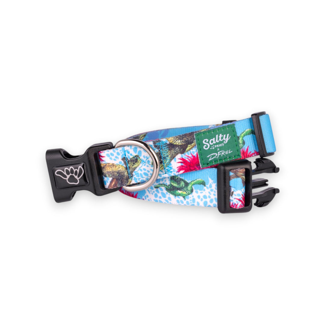 Salty Paws Sea Turtle dog collar — D. Friel artist series for girl dogs