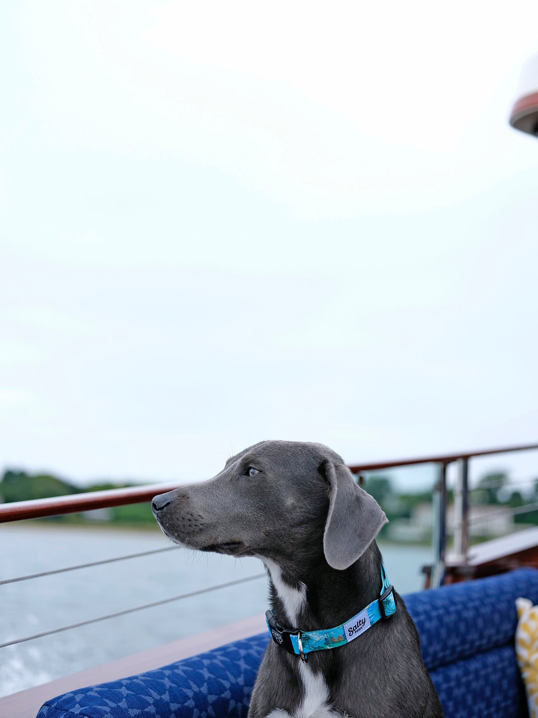 Salty Paws Tahitian Blue cool dog collar brand — large boy dog boat tropical style