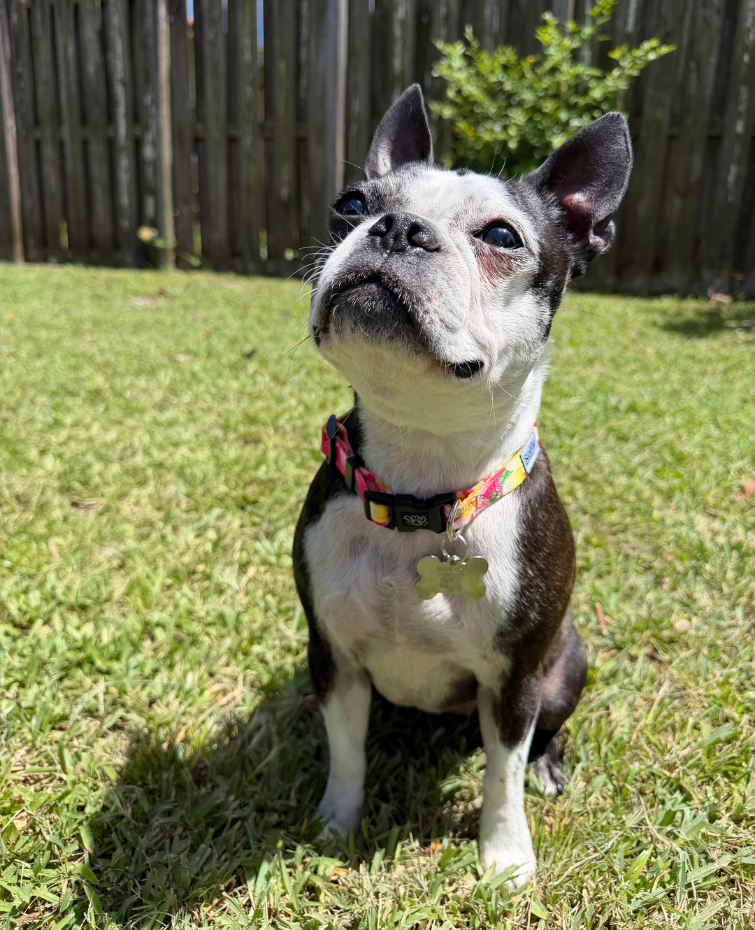 salty-paws-tropical-pink-dog-collar-boston-terrier
