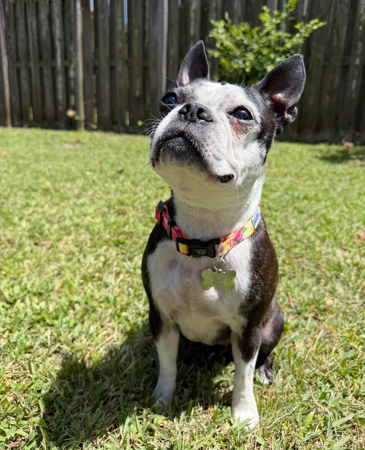 salty-paws-tropical-pink-dog-collar-boston-terrier