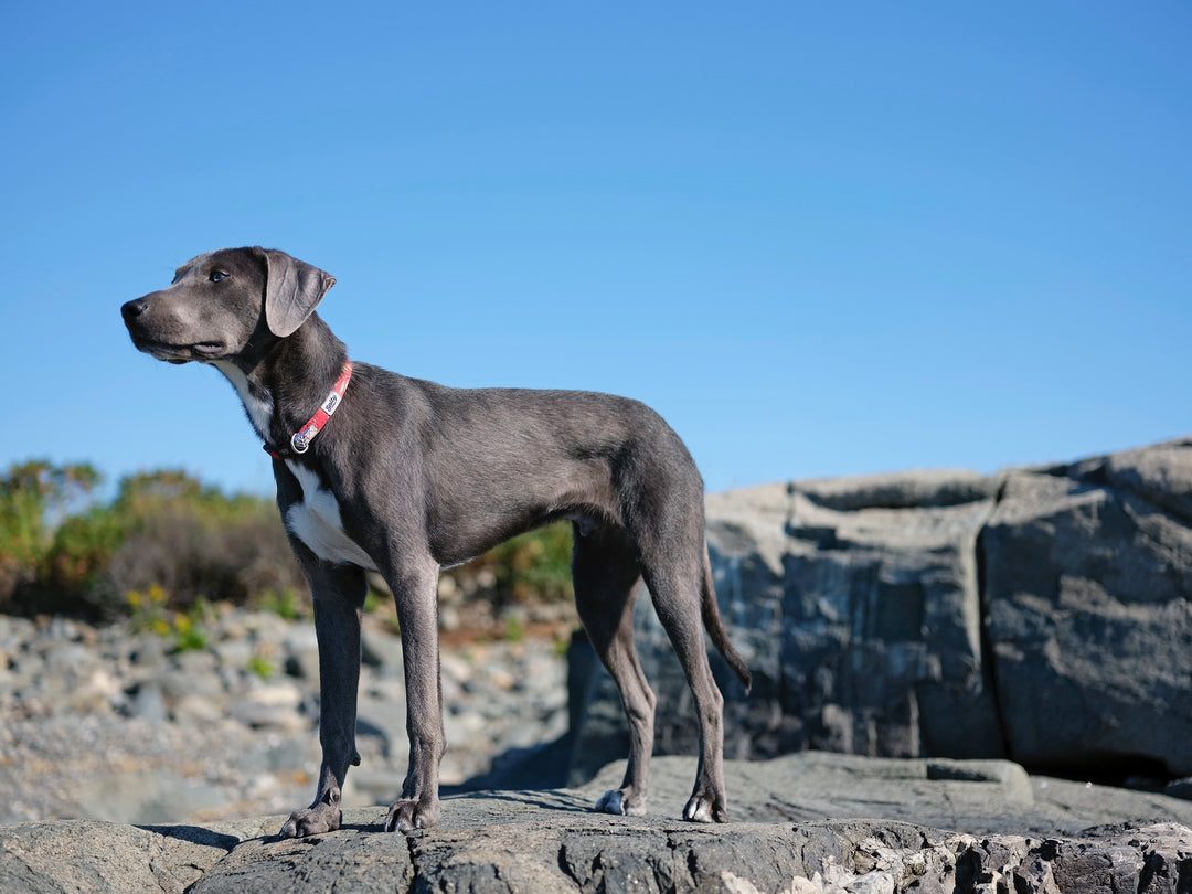 Beach dog wearing Salty Paws Red Floral hibiscus collar — paradise tropical style