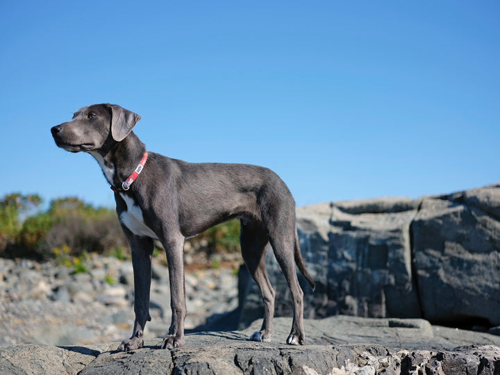 Beach dog wearing Salty Paws Red Floral hibiscus collar — paradise tropical style