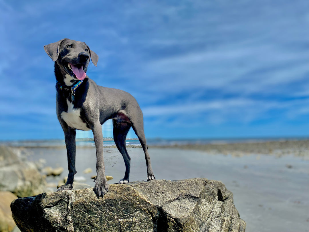 Dog at beach wearing Salty Paws California Sunset collar — coastal boy dog style
