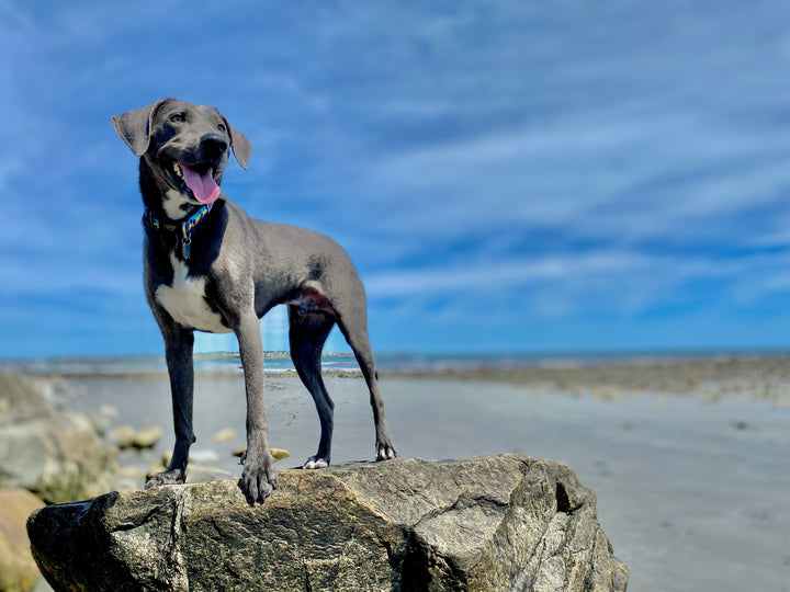 Dog at beach wearing Salty Paws California Sunset collar — coastal boy dog style