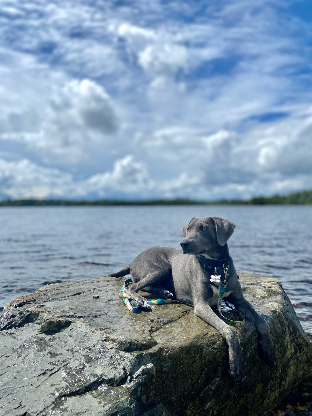 Salty Paws Blue Plumeria leash — boy dog on rock near water, coastal adventure