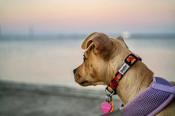 Gidget watching the sunset in her Salty Paws tropical collar