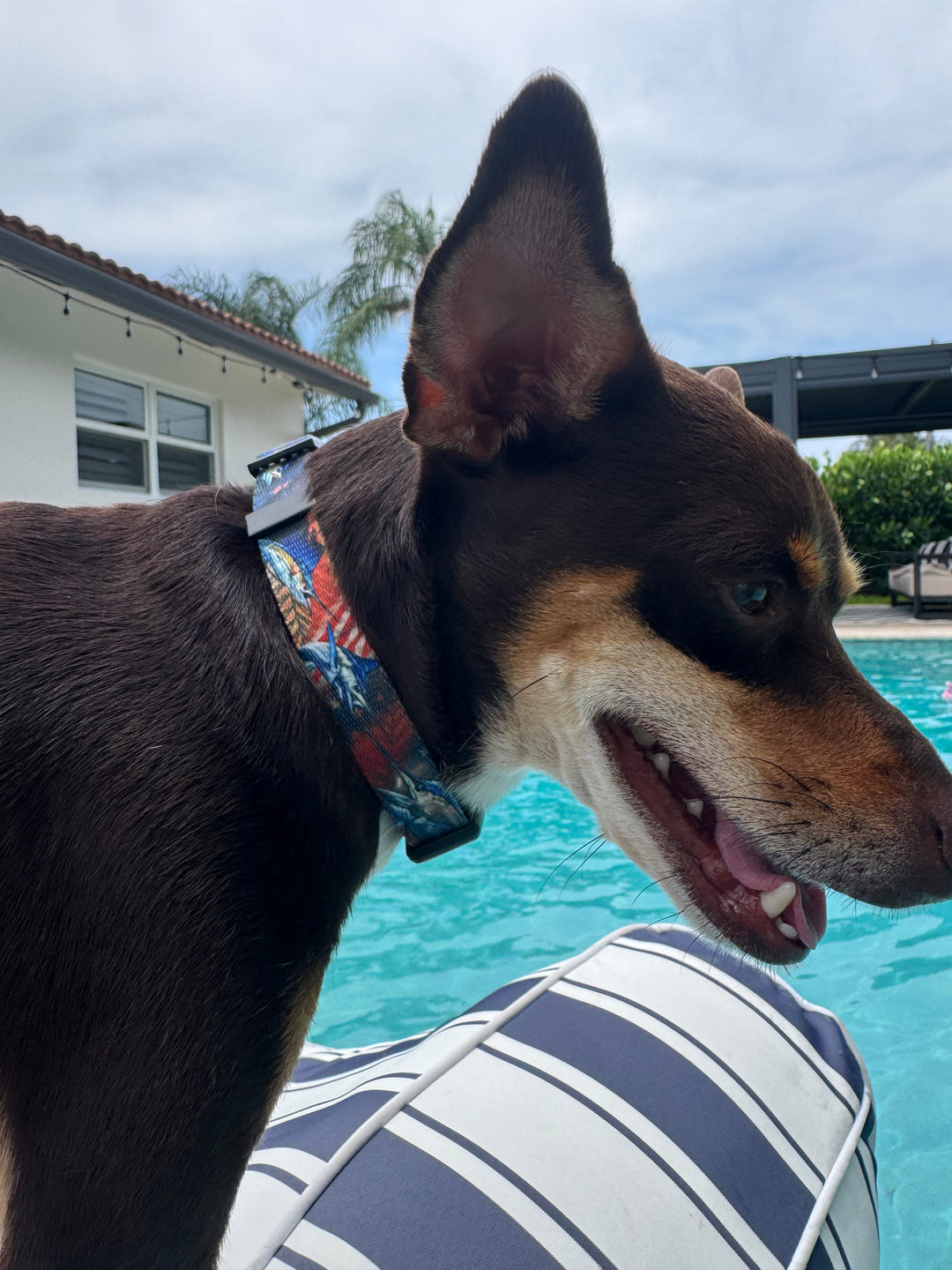 salty paws billfish collar on small brown dog in pool