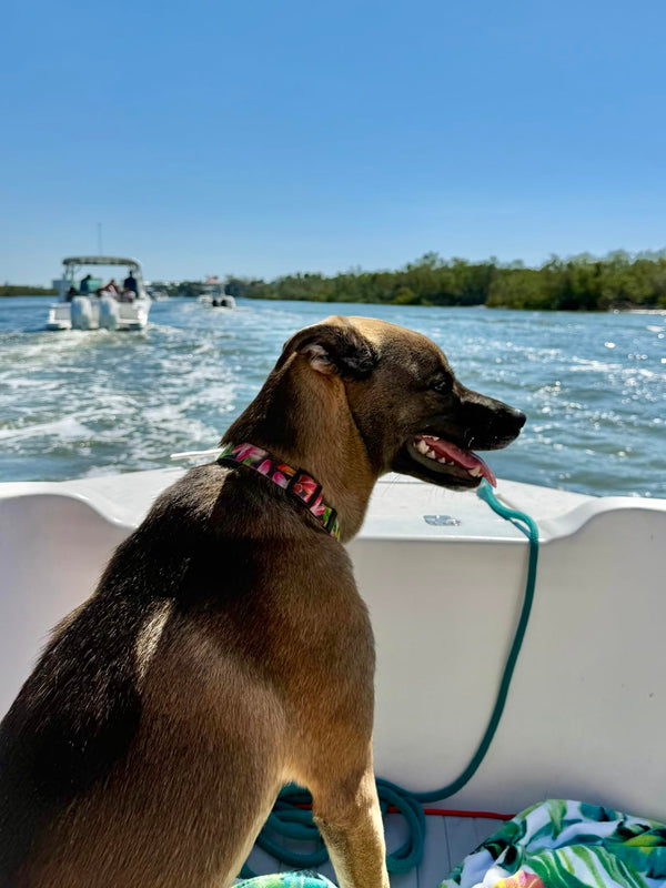 Boat dog rocking a tropical floral Salty Paws collar