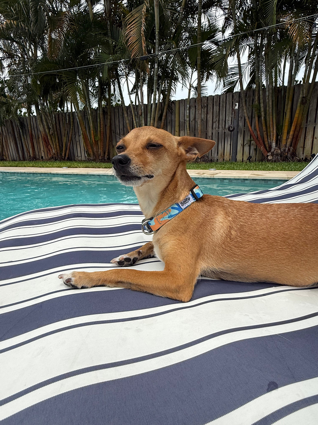 Dog lying on a striped towel by a pool with palm trees in the background wearing camo collar