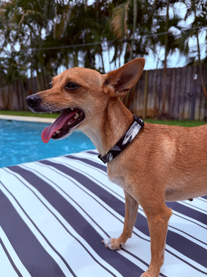 salty paws mako shark dog collar on a chihuahua in pool with palm trees in the background