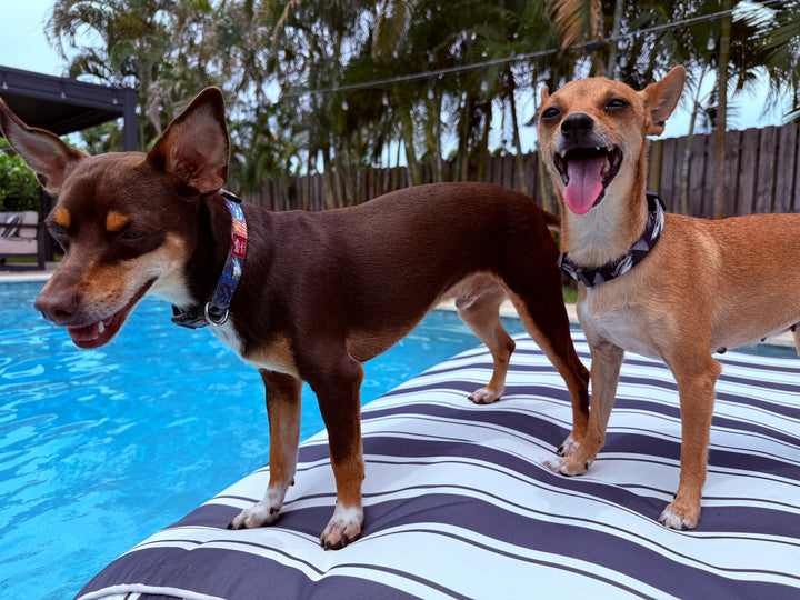 Two small dogs standing on a striped pool float by a pool wearing salty paws collars