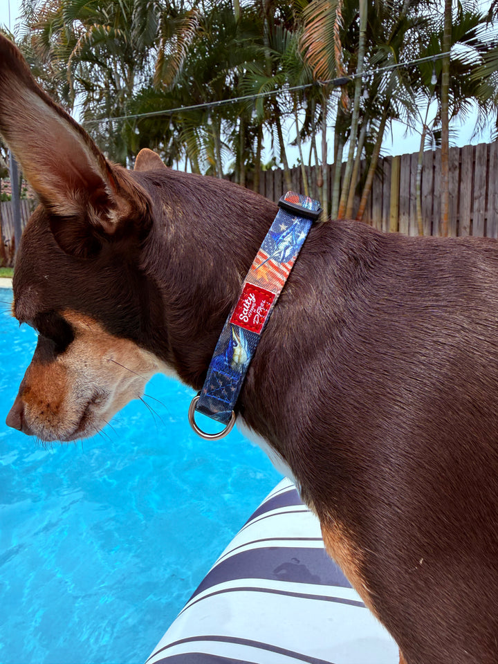 small brown og wearing a usa fishing  salty paws collar by a poolside with trees and a fence in the background