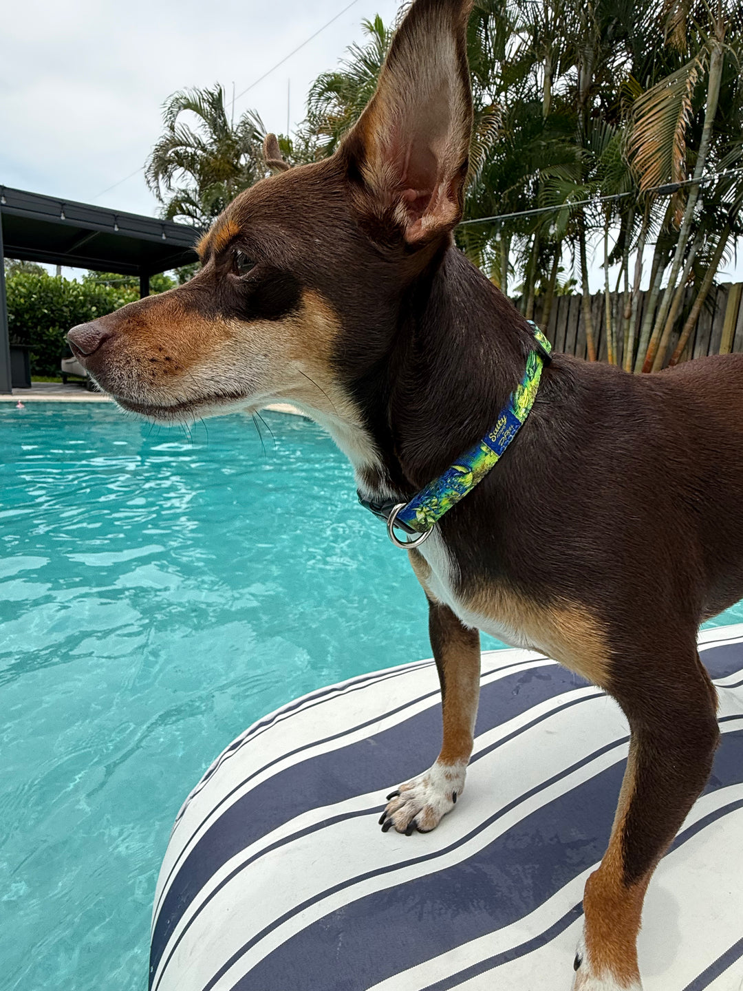 salty paws mahi -mahi dog collar on small brown chihuahua