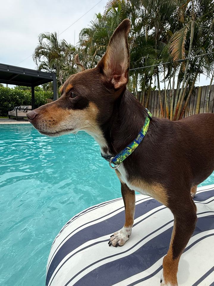 salty paws mahi -mahi dog collar on small brown chihuahua