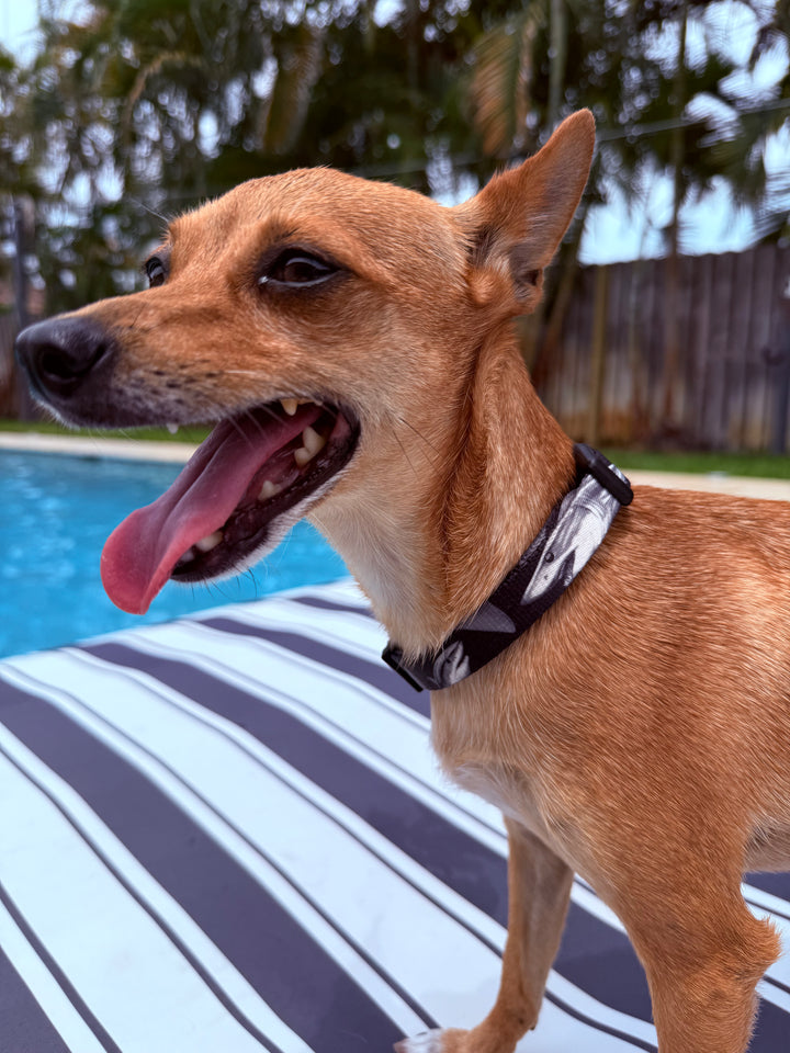 salty paws mako shark dog collar on a chihuahua in pool with palm trees in the background