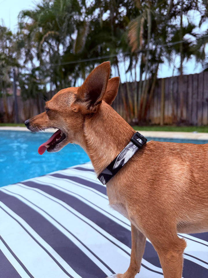salty paws mako shark dog collar on a chihuahua in pool with palm trees in the background