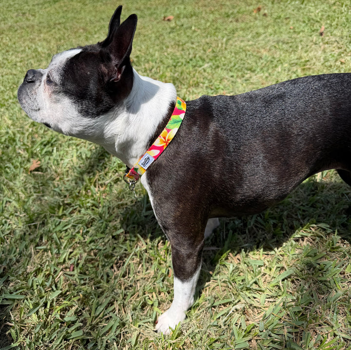 boston terrier wearing a salty paws pink tropical collar standing on grass