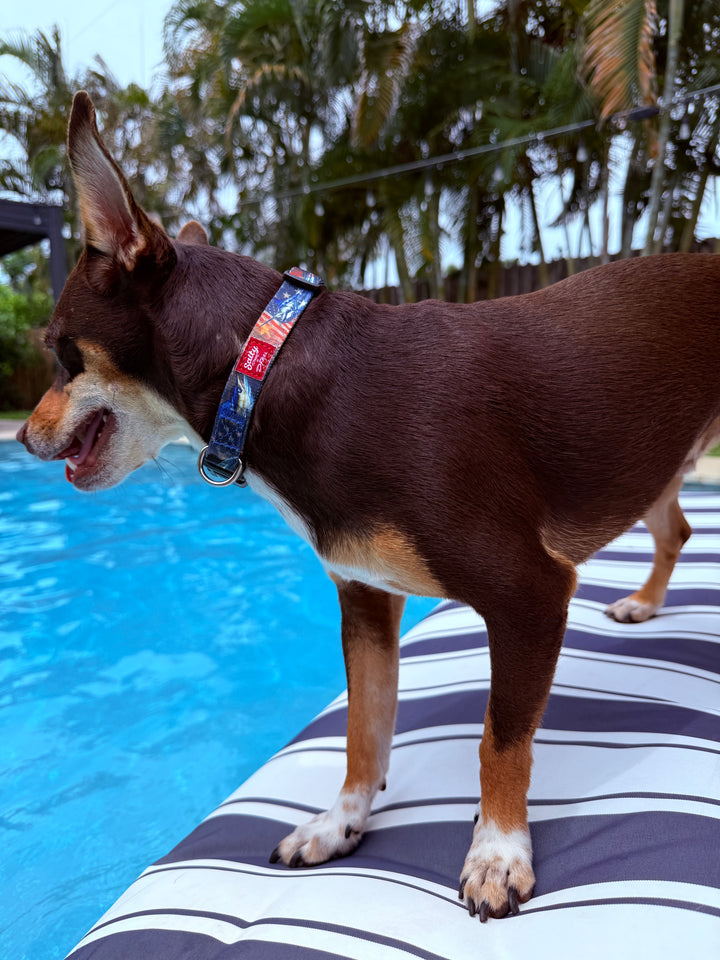 Dog standing on a striped pool mat by a pool with trees in the background wearing salty paws small billfish dog collar designed by d. friel