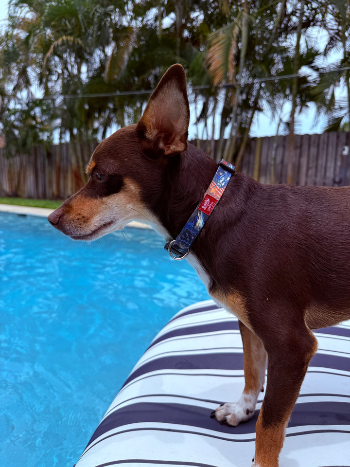 Dog standing on a striped pool mat by a pool with trees in the background wearing salty paws small billfish dog collar designed by d. friel
