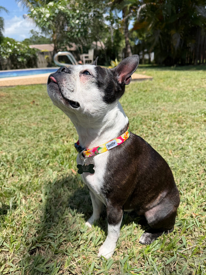 boston terrier wearing small pink salty paws collar sitting on grass with a pool and trees in the background