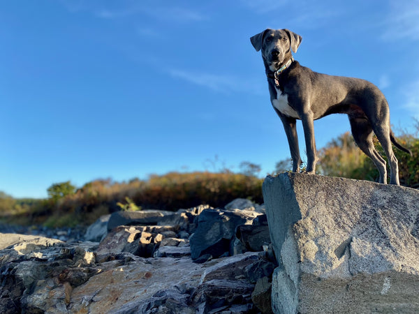 Dog wearing Salty Paws tropical collar at sunset