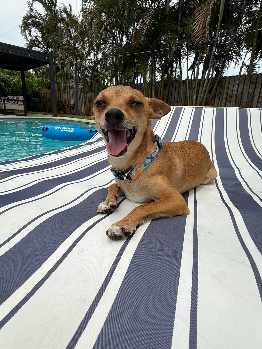 small brown dog wearing salty paws coral camo collar on striped pool float in pool
