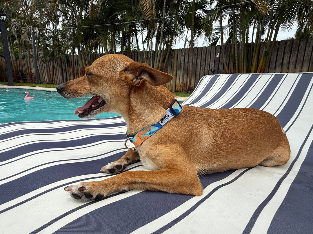 small  salty paws coral camo dog collar on brown dog on striped chair near pool with palm trees in background