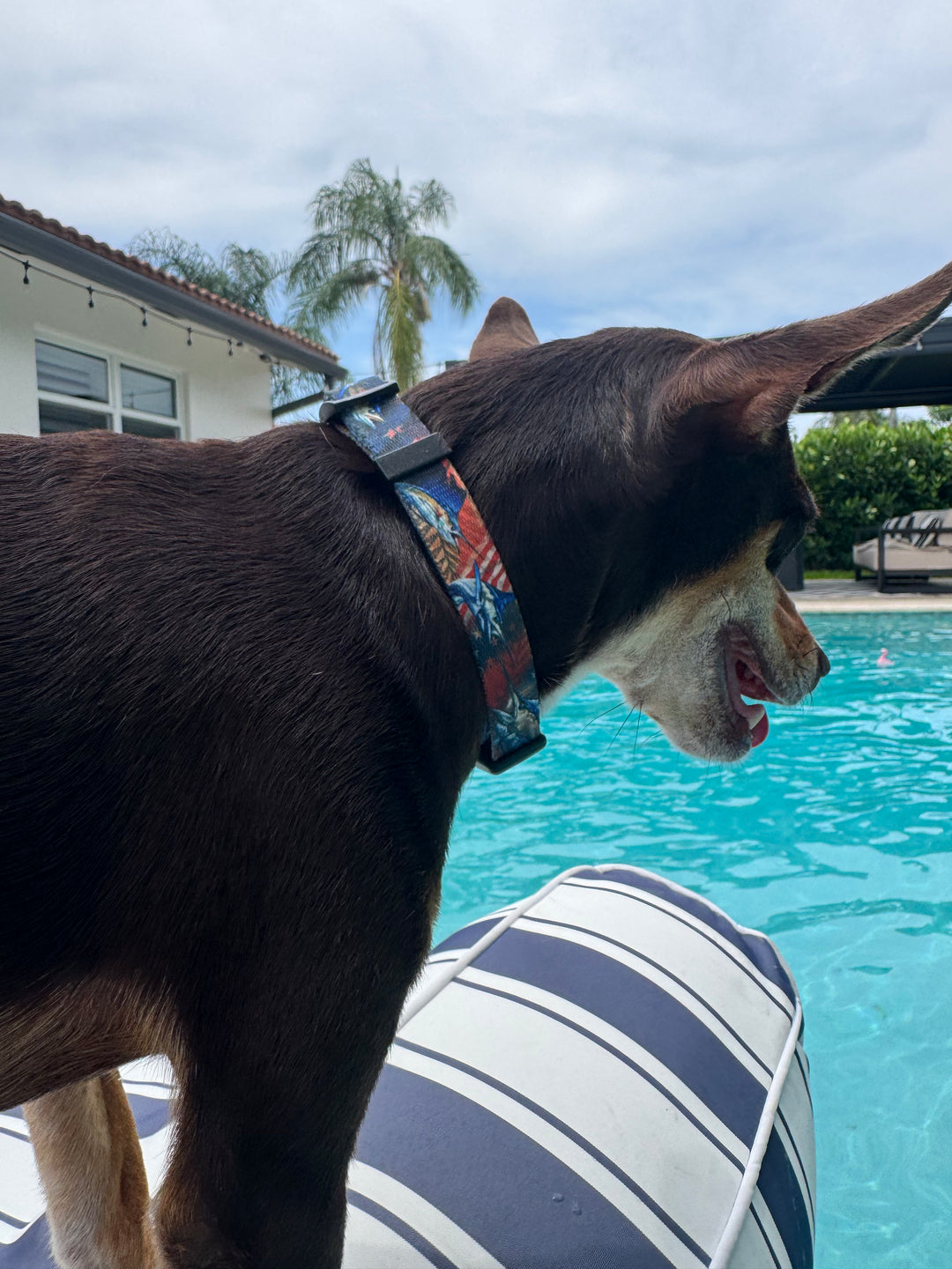 small dog wearing a salty paws usa billfish collar by a pool with a house and palm tree in the background