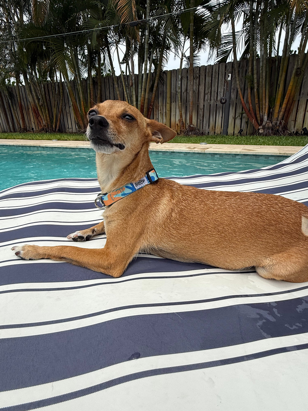small brown chihuahua lying on a striped towel by a pool with palm trees in the background