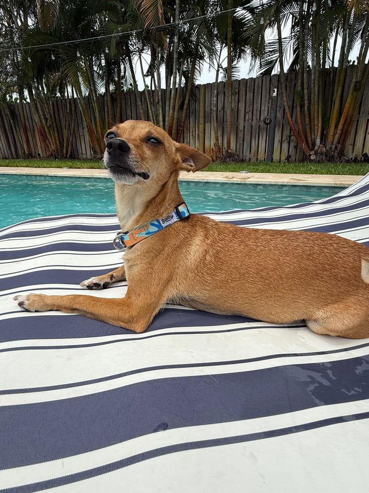 small brown chihuahua lying on a striped towel by a pool with palm trees in the background