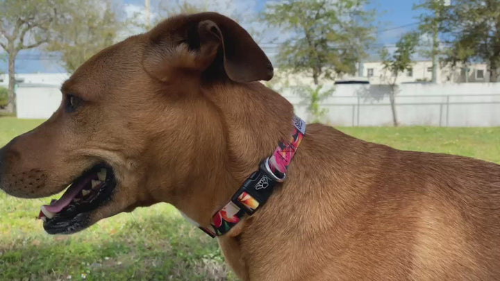 cool dog collar brown medium size dog
