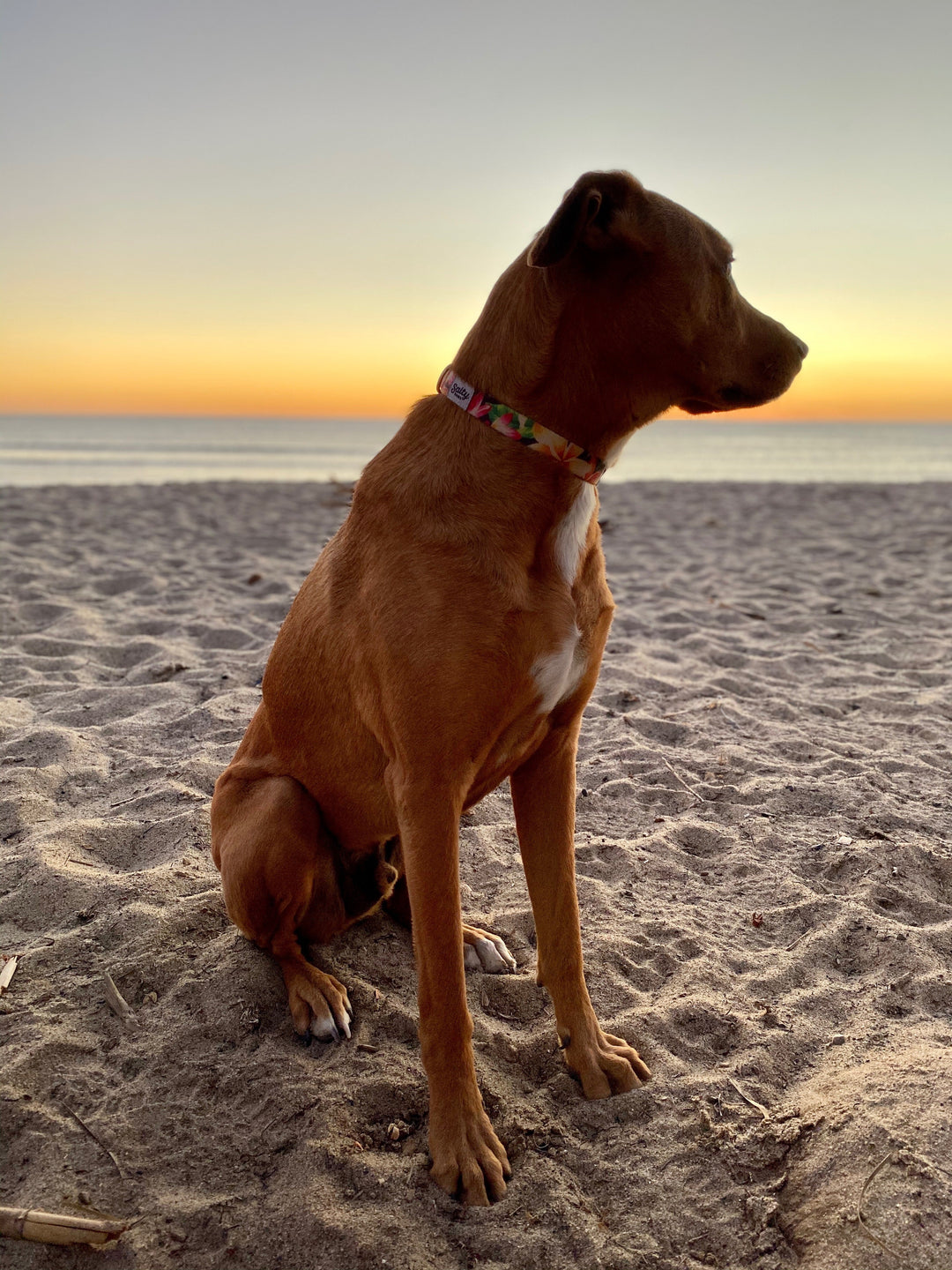 Boy dog at beach sunset wearing Salty Paws Black Floral collar — coastal lifestyle