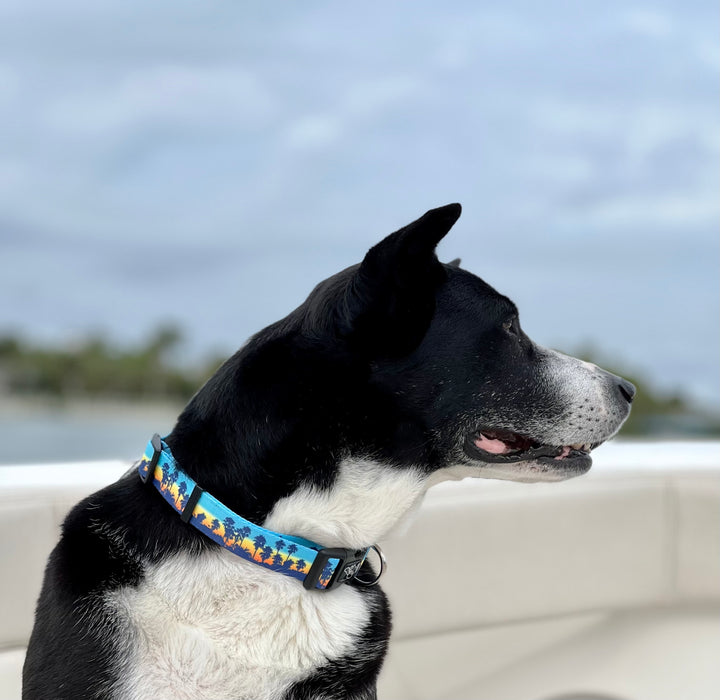 Black and white boy dog wearing Salty Paws Sunset Palm collar — large dog REPREVE webbing