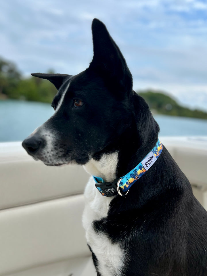 Large black boy dog on boat with Salty Paws California Sunset collar — water adventure