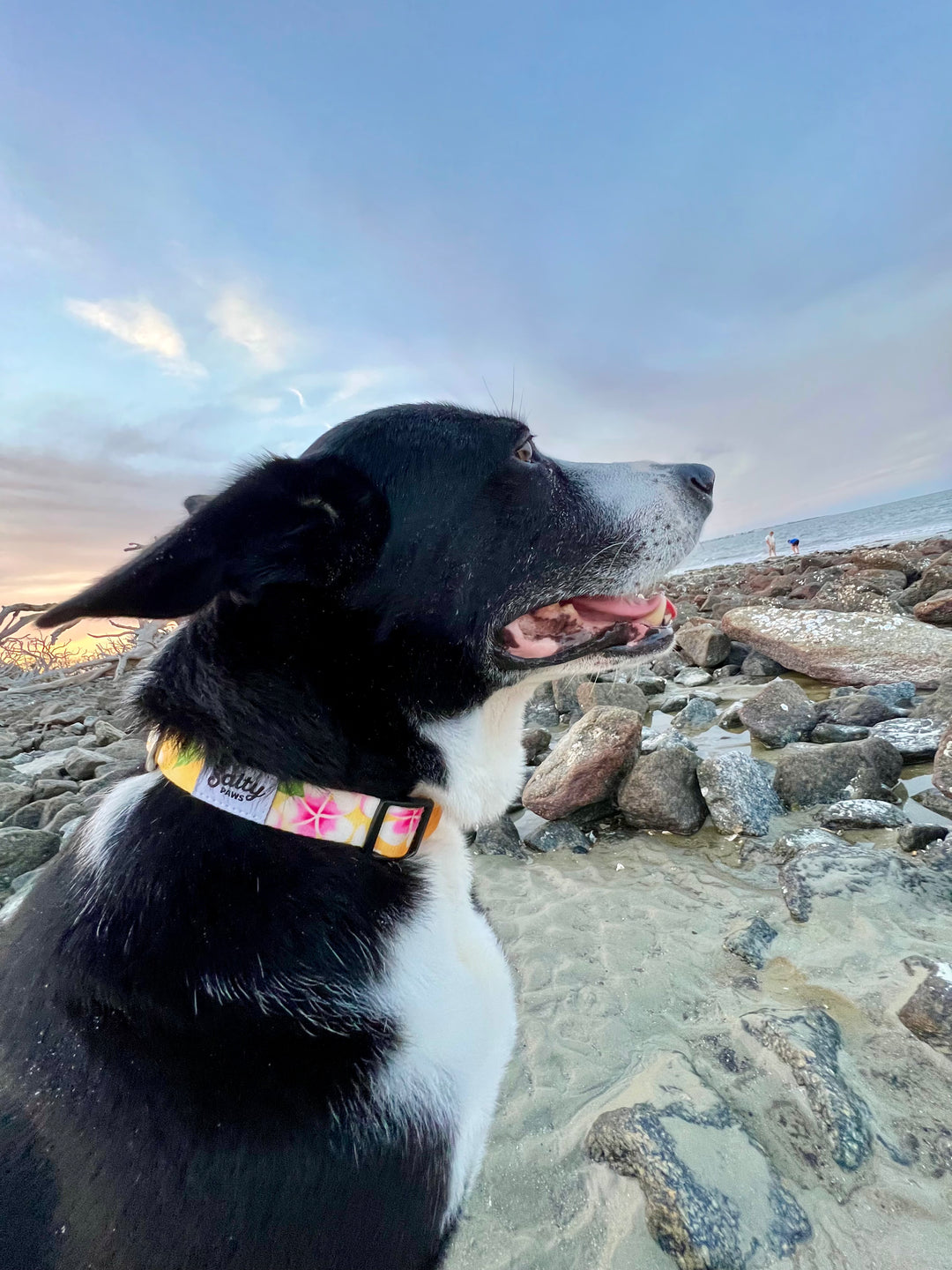 Salty Paws Yellow Floral collar lifestyle — cute girl dog beach style