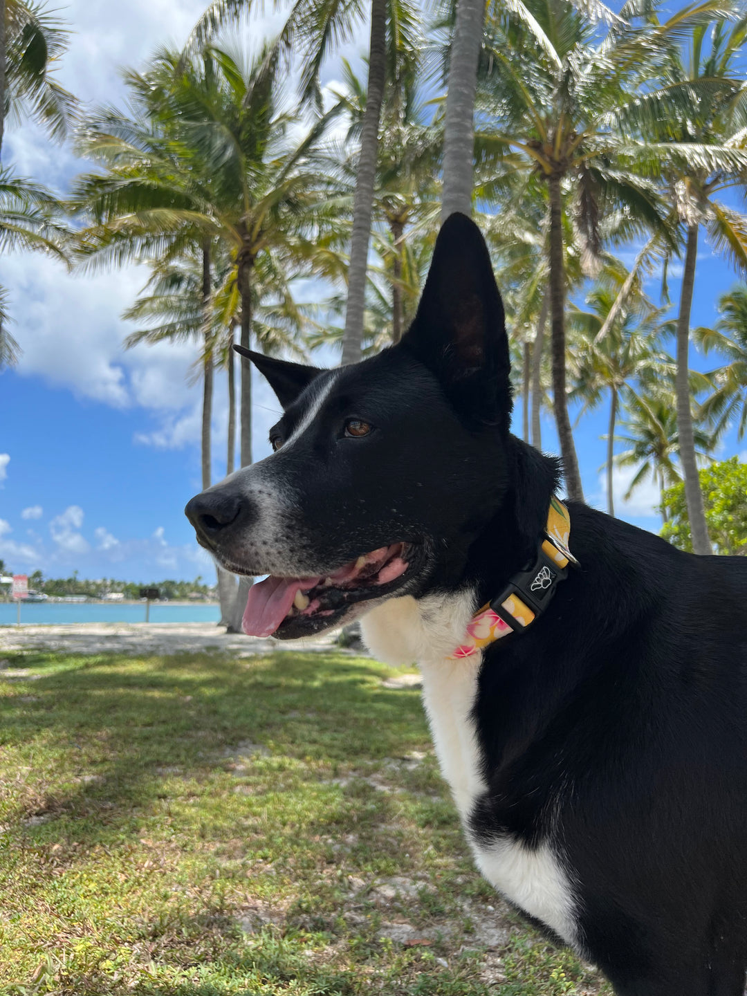 Yellow Floral Salty Paws collar detail — coastal Hawaiian girl dog collar