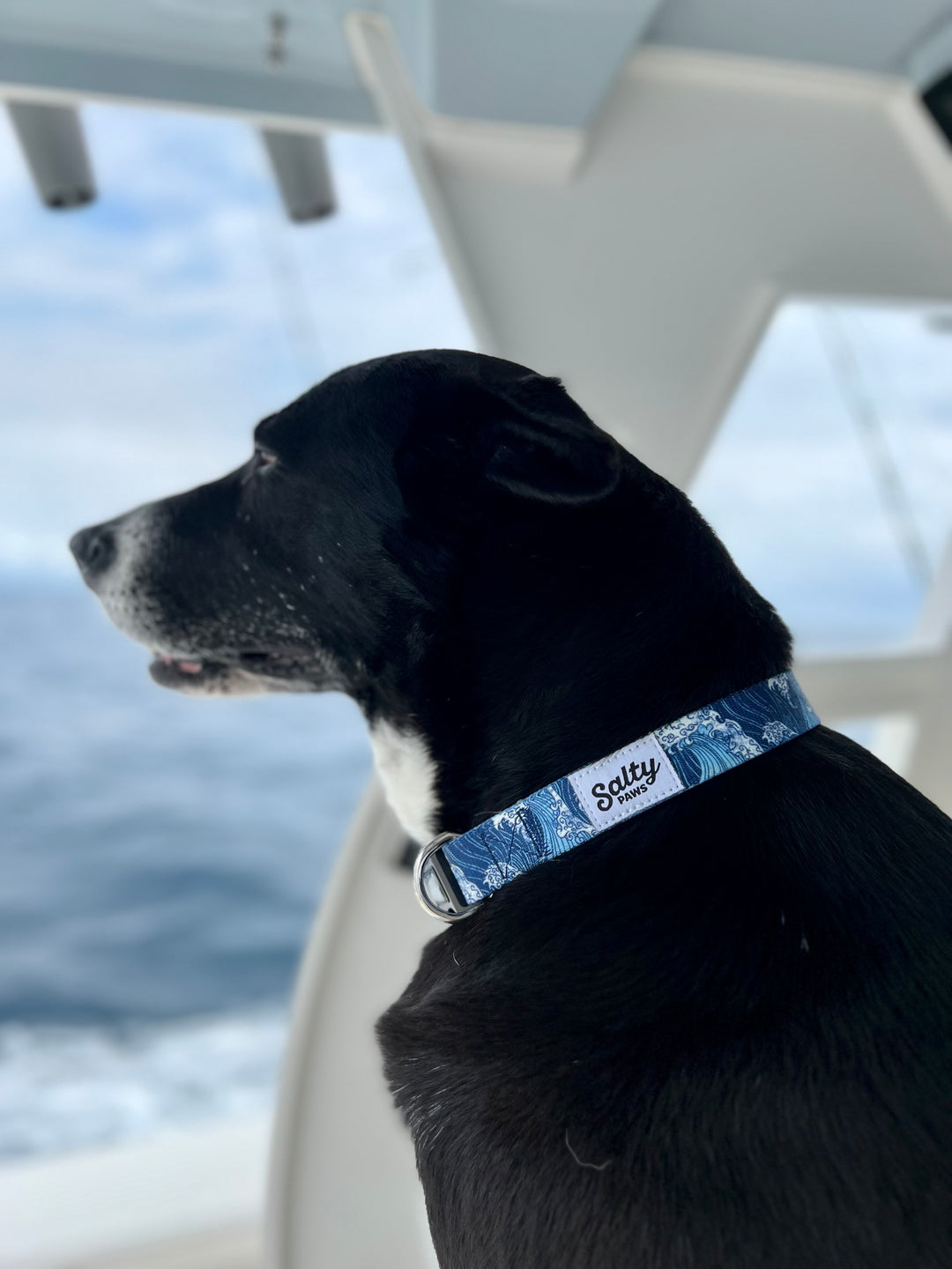 Salty Paws Blue Wave dog collar on large boy dog — boat Kanagawa surf style