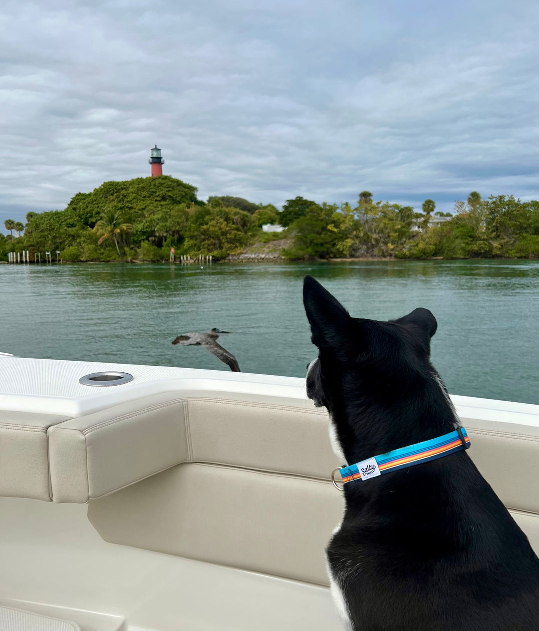Large boy dog on boat wearing Salty Paws Surf Stripe collar — Jupiter lighthouse pelican