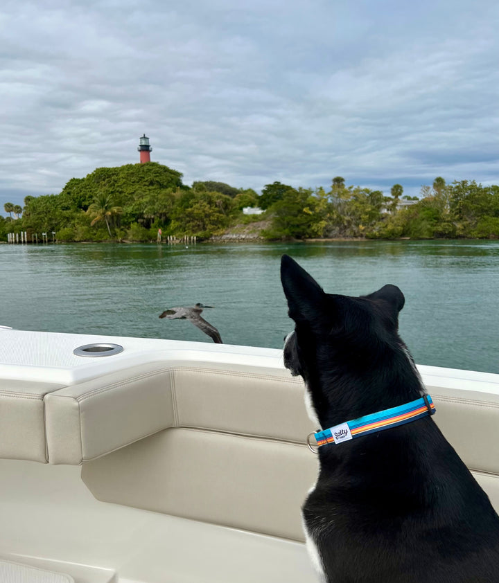 Large boy dog on boat wearing Salty Paws Surf Stripe collar — Jupiter lighthouse pelican