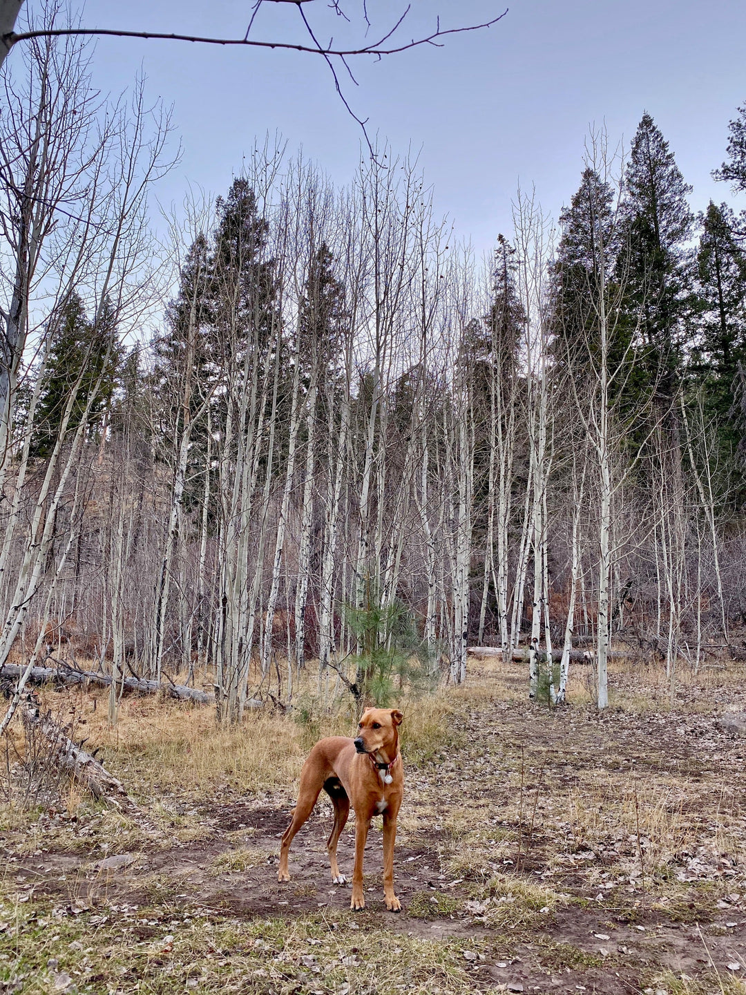 Medium boy dog wearing Salty Paws Black Floral tropical collar — adventure style