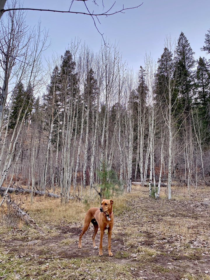 Medium boy dog wearing Salty Paws Black Floral tropical collar — adventure style
